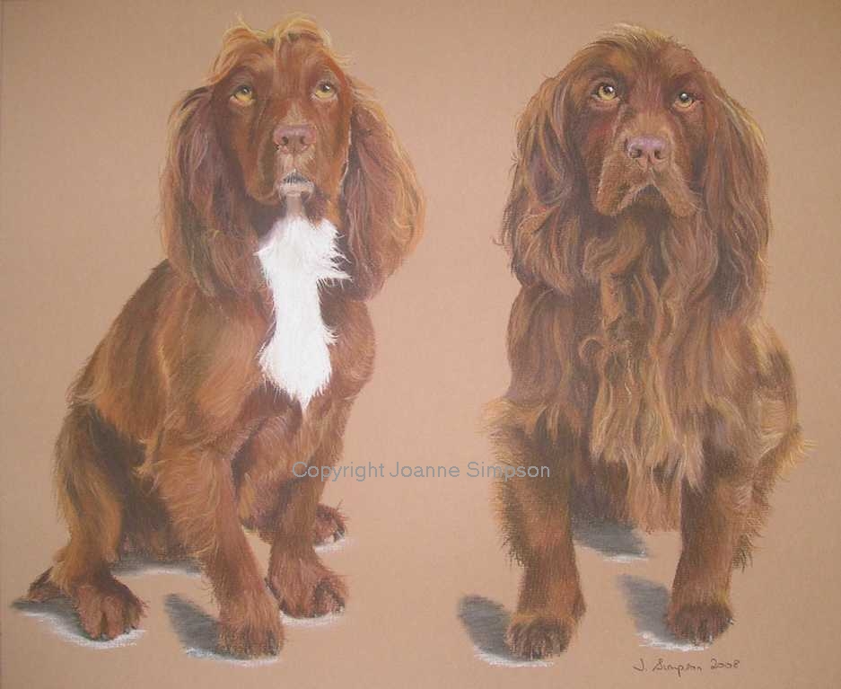 Cocker Spaniel pet portrait by Joanne Simpson